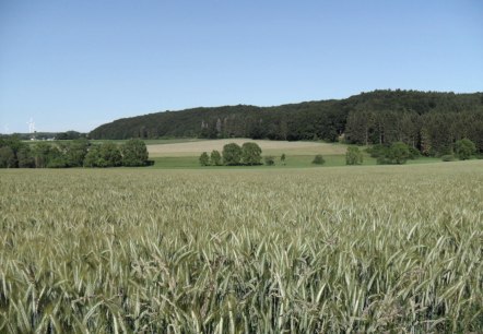 Wandern rund um Rommersheim, © Tourist-Information Prümer Land Wandern rund um Rommersheim, © Tourist-Information Prümer Land