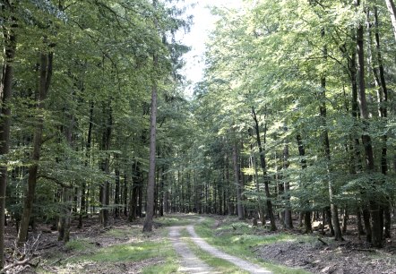 Waldweg auf der EifelSpur Wildnispfad, © Nordeifel Tourismus GmbH Waldweg auf der EifelSpur Wildnispfad, © Nordeifel Tourismus GmbH