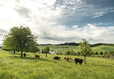 Muße Platz Ellscheid, © Eifel Tourismus GmbH, Dominik Ketz Muße Platz Ellscheid, © Eifel Tourismus GmbH, Dominik Ketz
