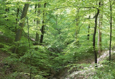 Buchenwald_UrwaldProjekt, © Tourist-Information Hocheifel-Nürburgring, Wohllebens Waldakademie Buchenwald_UrwaldProjekt, © Tourist-Information Hocheifel-Nürburgring, Wohllebens Waldakademie