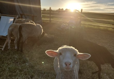 Schapen bij de rode 16, © Die-Rote-16 Schapen bij de rode 16, © Die-Rote-16