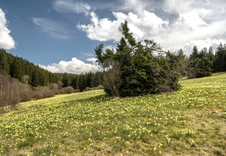 Blühende Narzissenwiese im Oleftal, © Eifel Tourismus GmbH, Dominik Ketz Blühende Narzissenwiese im Oleftal, © Eifel Tourismus GmbH, Dominik Ketz