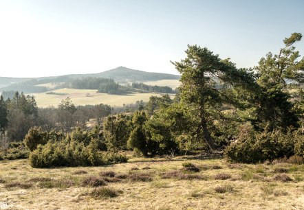 Uitzicht op de Eifel en jeneverbessen op het droompad Bergheidenweg, © Eifel Tourismus GmbH, D. Ketz Uitzicht op de Eifel en jeneverbessen op het droompad Bergheidenweg, © Eifel Tourismus GmbH, D. Ketz