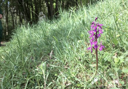 Orchidee, © TI Bitburger Land Orchidee, © TI Bitburger Land