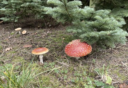 Ervaar het bos!, © Anne Knein Ervaar het bos!, © Anne Knein