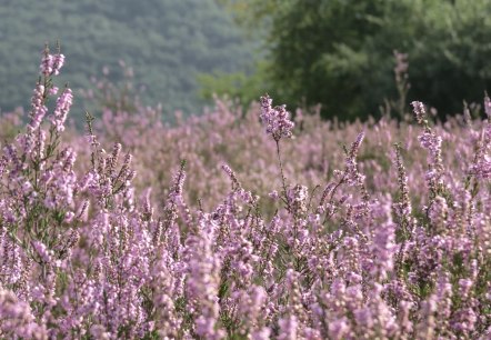 Wacholderheide, © VG Vordereifel Wacholderheide, © VG Vordereifel