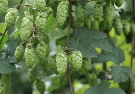 Houblon, © Felsenland Südeifel Tourismus Gmbh, Peter Weber Houblon, © Felsenland Südeifel Tourismus Gmbh, Peter Weber