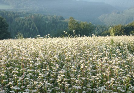 Kräuterwanderung Wiese, © Tourist-Info Islek Kräuterwanderung Wiese, © Tourist-Info Islek