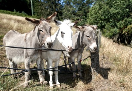 Les ânes Ferdi, Hugo et Filou, © Foto Nieder Daun Les ânes Ferdi, Hugo et Filou, © Foto Nieder Daun