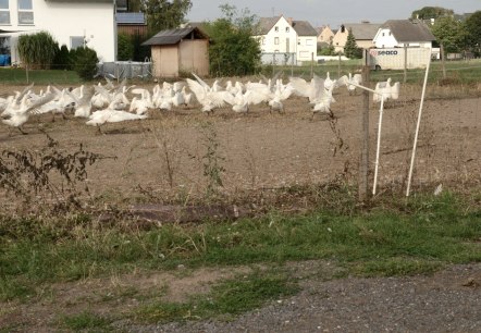 Gänse Gänse