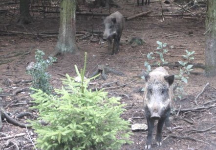 Wildschweine im Schwarzwildpark, © Archiv der StädteRegion Aachen