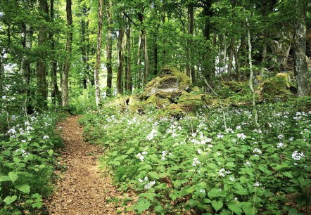 Maanviooltjes op de Ernstberg Maanviooltjes op de Ernstberg
