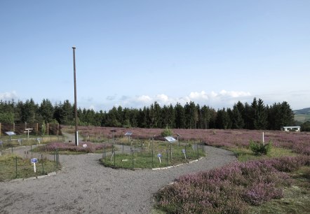 Heidegarten Wabelsberg, © Svenja Schulze-Entrup Heidegarten Wabelsberg, © Svenja Schulze-Entrup