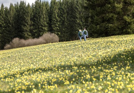 Wandern in den Narzwissenwiesen, © Eifel Tourismus GmbH - Dominik Ketz Wandern in den Narzwissenwiesen, © Eifel Tourismus GmbH - Dominik Ketz