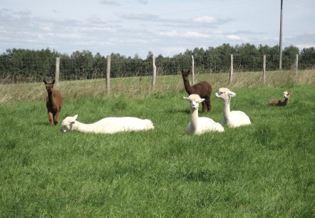 Alpakas auf der Weide, © Jeanette Lux Alpakas auf der Weide, © Jeanette Lux