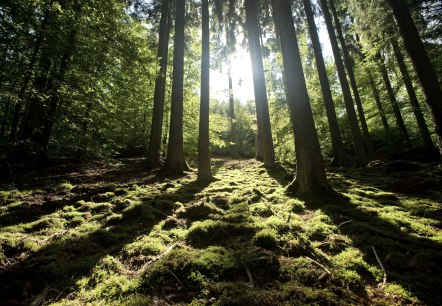 Eifelwald, © Eifel Tourismus GmbH - Dominik Ketz Eifelwald, © Eifel Tourismus GmbH - Dominik Ketz