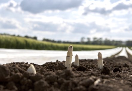 Asperges, © Foto Kroll Asperges, © Foto Kroll