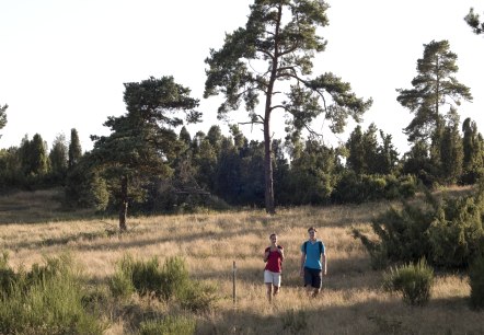 Heidehimmel Volkesfeld - Waben juniper heath, © Traumpfade/Kappest Heidehimmel Volkesfeld - Waben juniper heath, © Traumpfade/Kappest