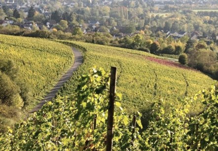 Vignobles, © Tourist-Information Wittlich Stadt & Land Vignobles, © Tourist-Information Wittlich Stadt & Land