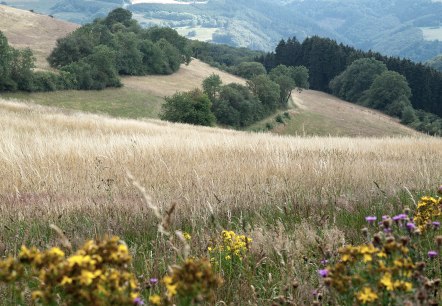 Naturnahes Erlebnis bei Plütscheid, © Volker Teuschler Naturnahes Erlebnis bei Plütscheid, © Volker Teuschler