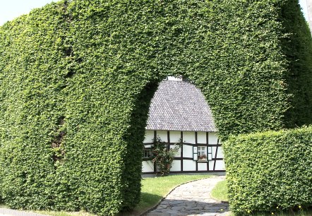 House hedge House hedge