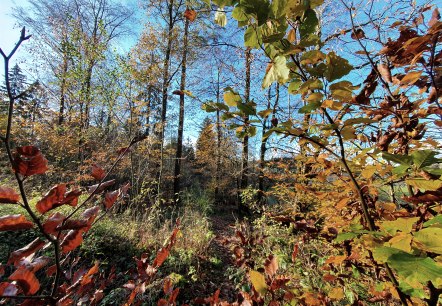 Wald1, © Tourist-Information Prümer Land Wald1, © Tourist-Information Prümer Land