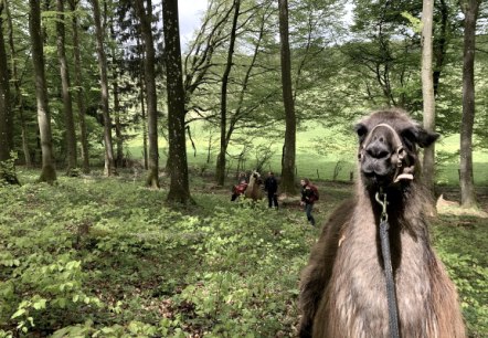 Lama-Wanderung in den Buchenwäldern der Schönecker Schweiz Lama-Wanderung in den Buchenwäldern der Schönecker Schweiz