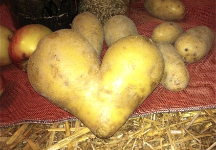 Pommes de terre, © TI Maifeld, Willi Probstfeld Pommes de terre, © TI Maifeld, Willi Probstfeld
