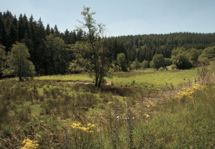 Naturpark Südeifel - Irsenpfad, © Joelle Mathias Naturpark Südeifel - Irsenpfad, © Joelle Mathias