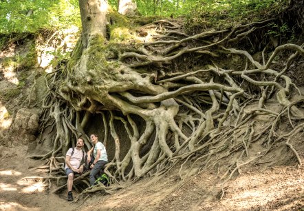 Des arbres imposants, © Eifel Tourismus GmbH/Dominik Ketz Des arbres imposants, © Eifel Tourismus GmbH/Dominik Ketz