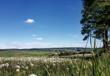 Panorama-Landschaft bei Olzheim, © Tourist-Information Prümer Land/ Sebastian Wiesen Panorama-Landschaft bei Olzheim, © Tourist-Information Prümer Land/ Sebastian Wiesen
