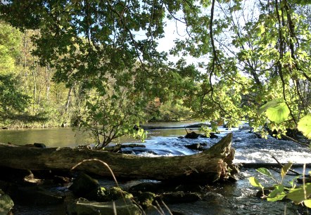 Todholz im Rurwehr, © Gemeinde Kreuzau Todholz im Rurwehr, © Gemeinde Kreuzau