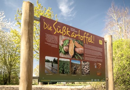Infotafel Süßkartoffel, © TI Maifeld, Dominik Ketz Infotafel Süßkartoffel, © TI Maifeld, Dominik Ketz