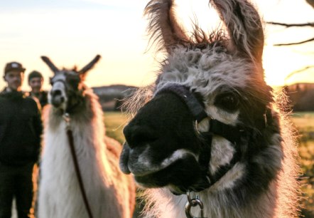 Randonnée des lamas au milieu de l'été dans l'Eifel Randonnée des lamas au milieu de l'été dans l'Eifel