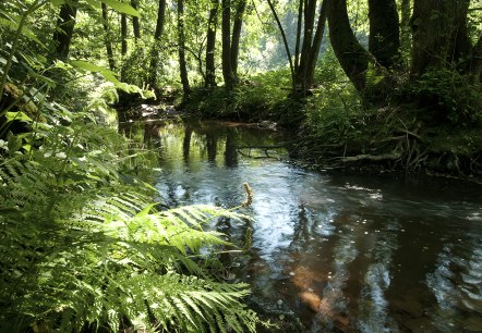 The River Irsen on the Irsen Trail, © Naturpark Südeifel, Joelle Mathias The River Irsen on the Irsen Trail, © Naturpark Südeifel, Joelle Mathias