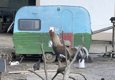 Hühner Campingplatz, © Christians Mühle Hühner Campingplatz, © Christians Mühle