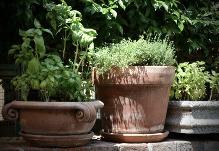 Herbs Herbs
