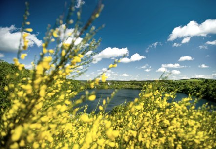 Weinfelder Maar avec genêts, © Rheinland-Pfalz Tourismus GmbH, Dominik Ketz Weinfelder Maar avec genêts, © Rheinland-Pfalz Tourismus GmbH, Dominik Ketz