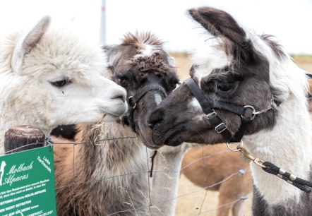Lama et alpaga, © Eifel Tourismus GmbH, AR - shapefruit AG Lama et alpaga, © Eifel Tourismus GmbH, AR - shapefruit AG