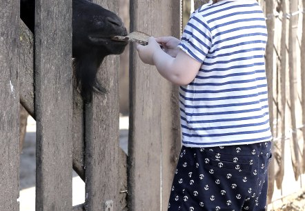 Nourrir la chèvre Nourrir la chèvre