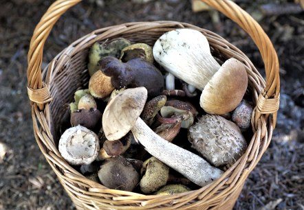Cueillir des champignons, © pixabay Cueillir des champignons, © pixabay