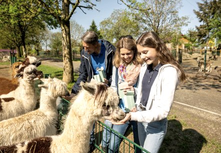Lamas füttern, © Eifel Tourismus GmbH, Dominik Ketz Lamas füttern, © Eifel Tourismus GmbH, Dominik Ketz