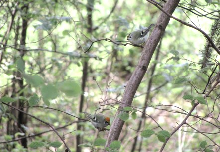 Zwei kleine Vögel sitzen auf einem Ast in einem dichten, grünen Wald. Die Umgebung ist voller Blätter und Zweige. Zwei kleine Vögel sitzen auf einem Ast in einem dichten, grünen Wald. Die Umgebung ist voller Blätter und Zweige.