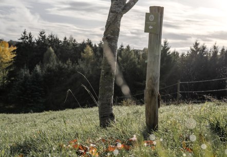 Waldretter-Trail_Autumn_HighRes-4, © ©Wohlleben_Waldakademie Waldretter-Trail_Autumn_HighRes-4, © ©Wohlleben_Waldakademie