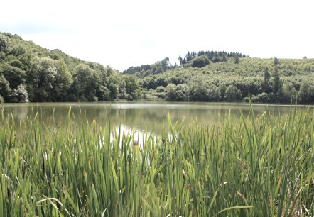 Ein Maar.... oder doch Kratersee?, © Gesundland Vulkaneifel GmbH Ein Maar.... oder doch Kratersee?, © Gesundland Vulkaneifel GmbH
