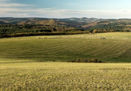 Herbstlandschaft in der Eifel mit Schafen, © Eifel Tourismus GmbH / D. Ketz Herbstlandschaft in der Eifel mit Schafen, © Eifel Tourismus GmbH / D. Ketz
