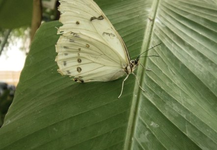 Schmetterling, © Eifalia Schmetterling, © Eifalia