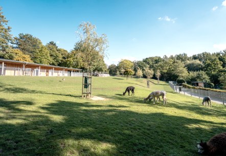 Aachener Tierpark (Euregiozoo), © Städteregion Aachen Aachener Tierpark (Euregiozoo), © Städteregion Aachen