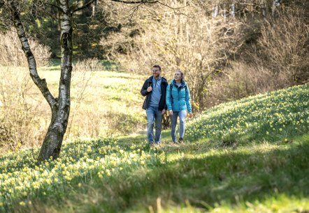 Wandern zu den Narzissen der Eifel, © Städteregion Aachen, Dominik Ketz Wandern zu den Narzissen der Eifel, © Städteregion Aachen, Dominik Ketz