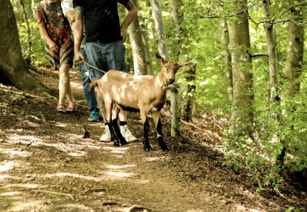 een onvergetelijk evenement voor koppels - geitenwandeling een onvergetelijk evenement voor koppels - geitenwandeling